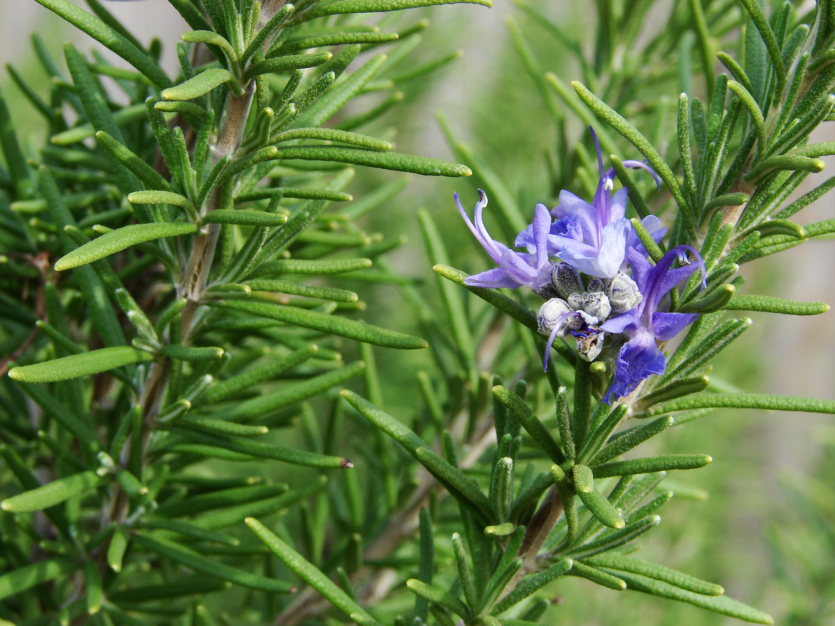 rosemary scent and memory